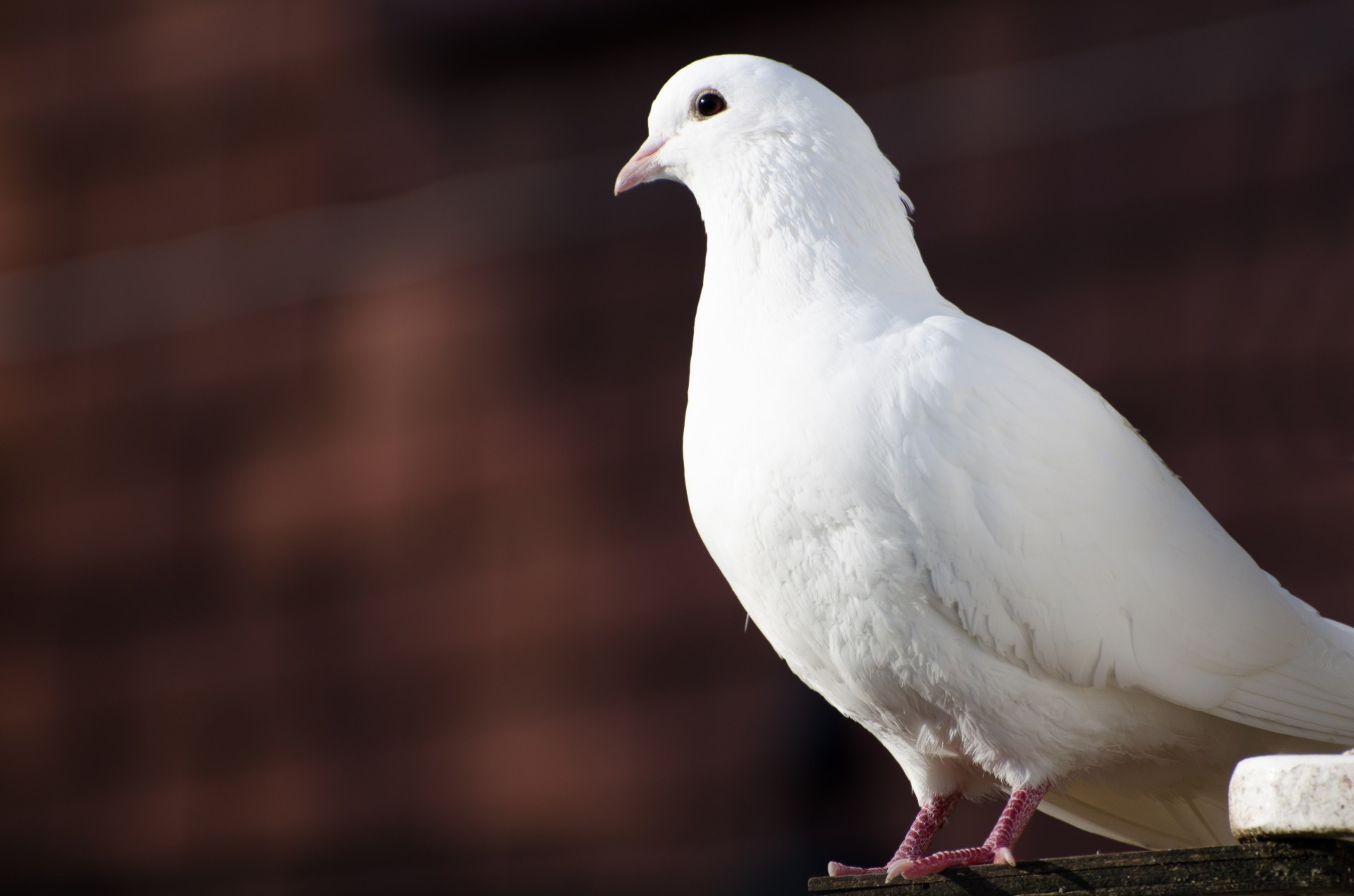 white-dove